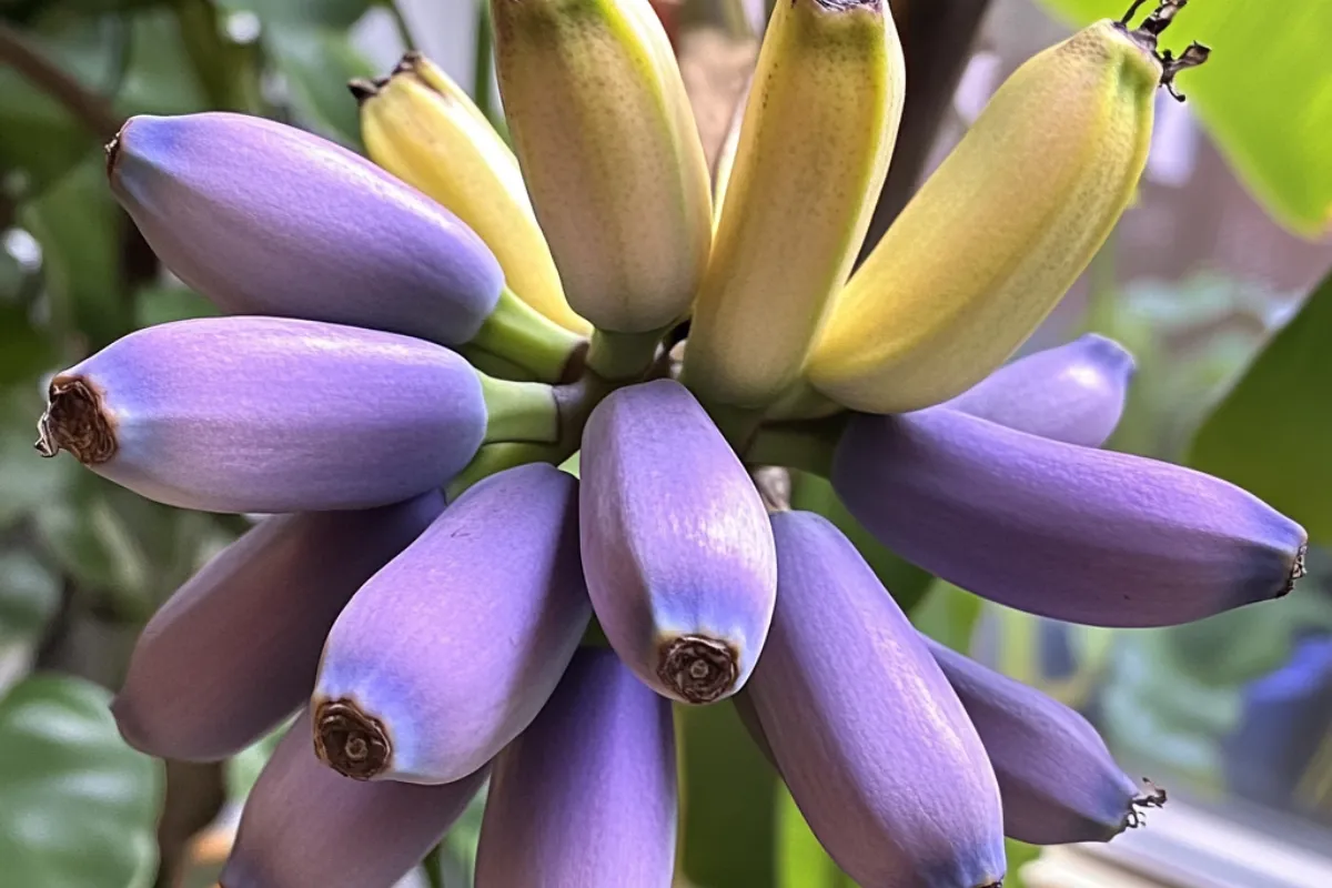 How long does it take for a Blue Java banana tree to produce fruit?